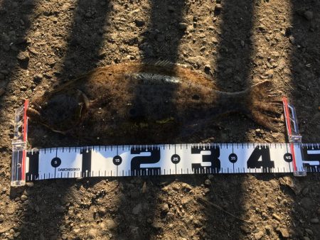 飲ませでヒラメ